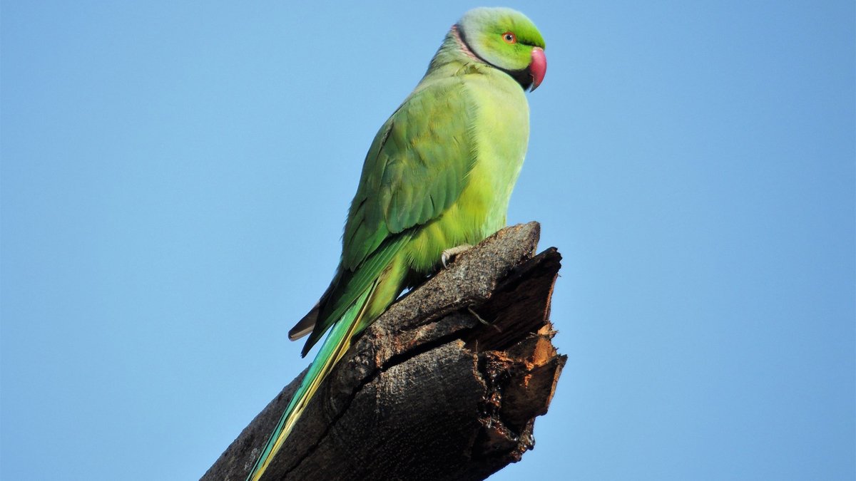 Bitki Örtüsü ve Fauna